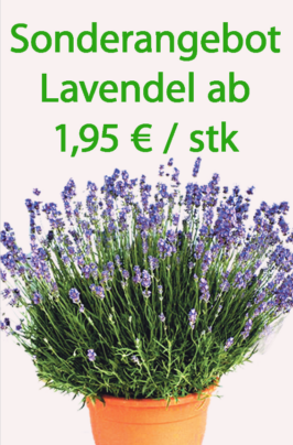lavendel195